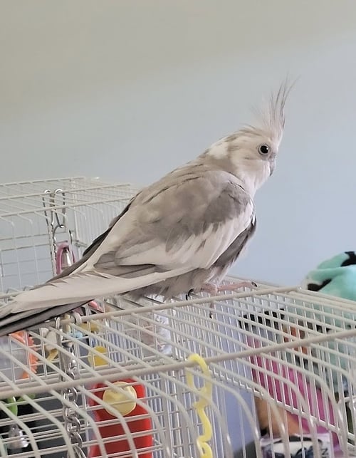PEARL - Cockatiel available for adoption