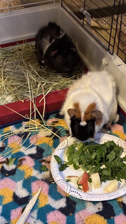 Sparky & Oreo Image