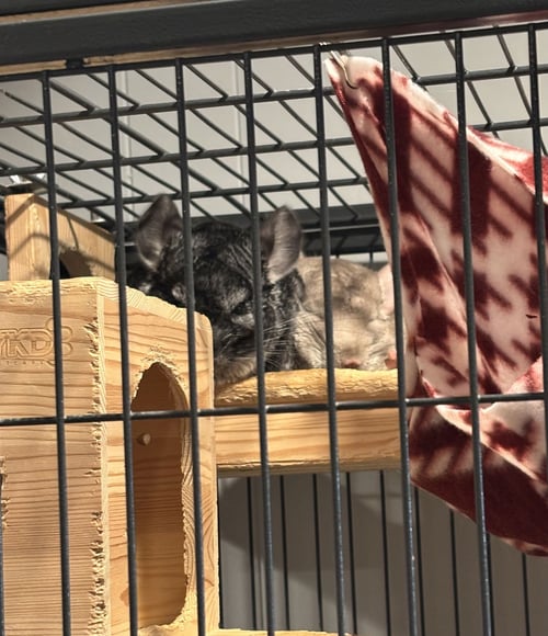 SALT AND PEPPER - Chinchilla available for adoption