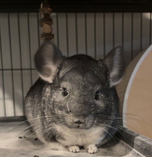 SALT AND PEPPER - Chinchilla available for adoption