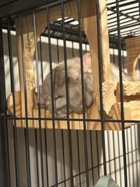 Salt and Pepper - Photo 3