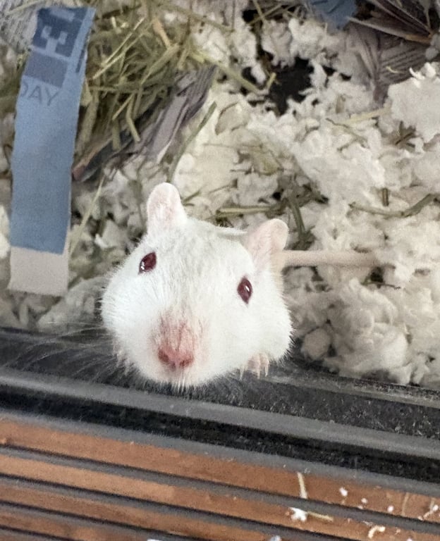 Frosty and Fiona Image