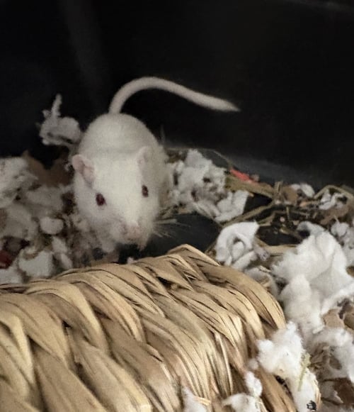 FROSTY AND FIONA - Gerbil available for adoption
