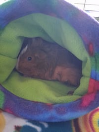 Pixie and Trixie - Photo 4