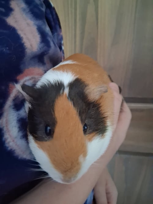 PIXIE AND TRIXIE - Guinea Pig available for adoption
