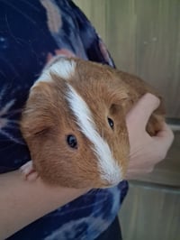 Pixie and Trixie - Photo 3