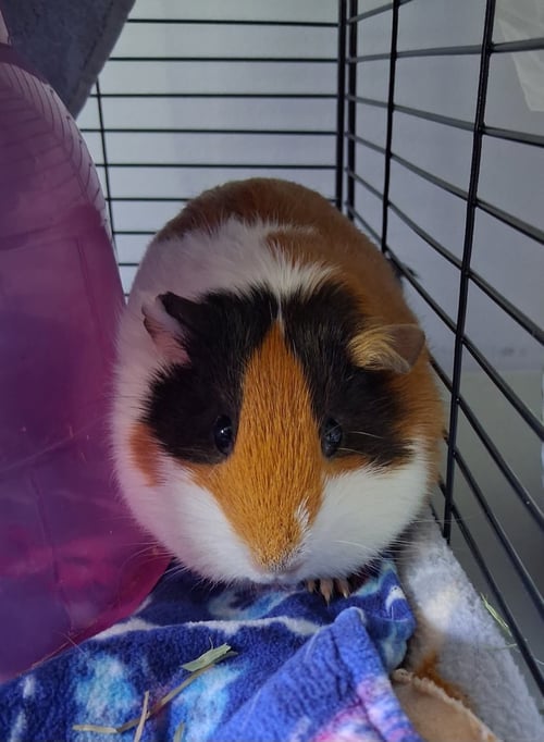 PIXIE AND TRIXIE - Guinea Pig available for adoption