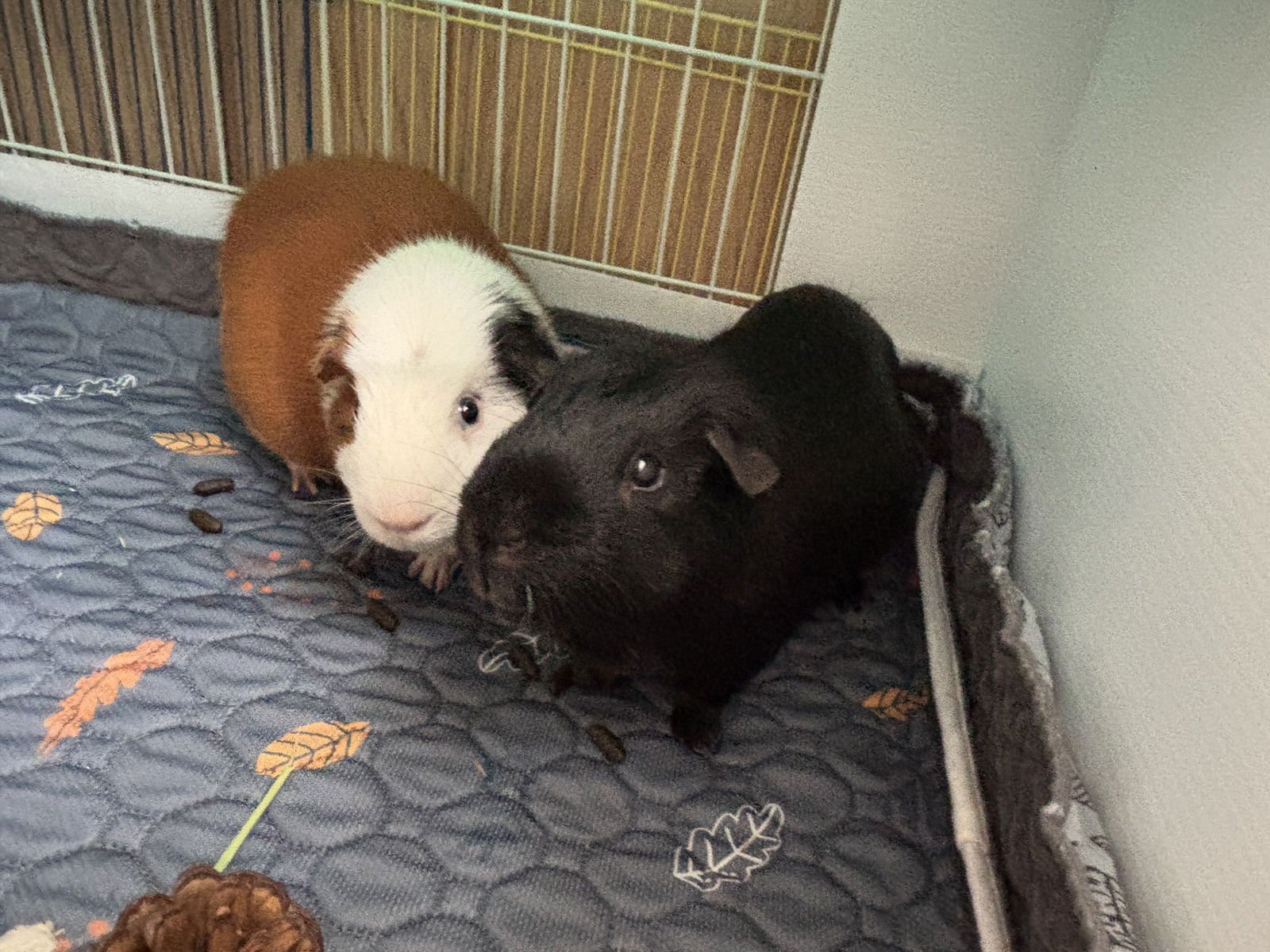 TANGO AND CASH - Guinea Pig available for adoption
