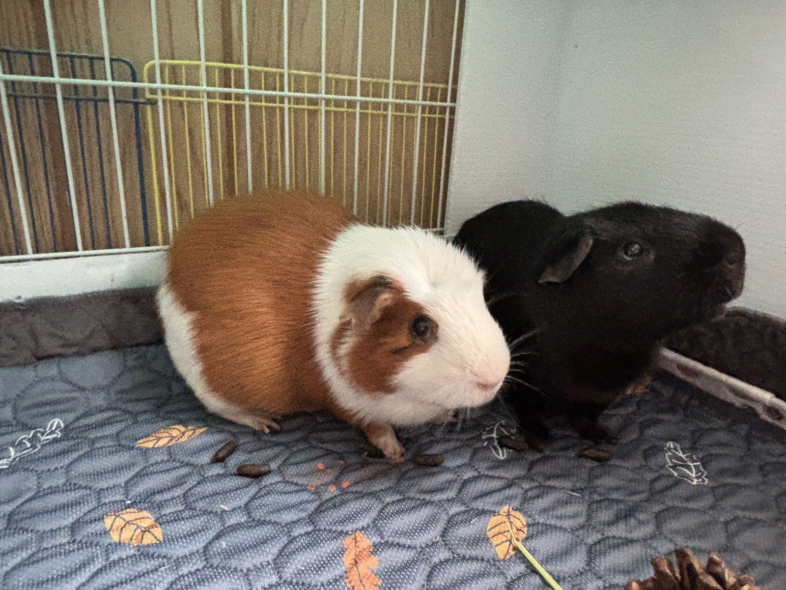 TANGO AND CASH - Guinea Pig available for adoption