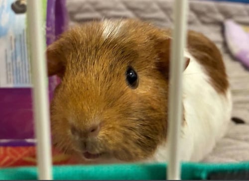 DOTTIE (DOT) - Guinea Pig available for adoption