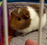 Dottie (Dot) - Photo 2