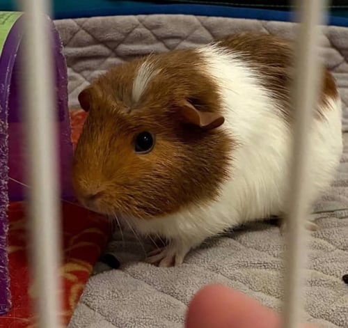 DOTTIE (DOT) - Guinea Pig available for adoption