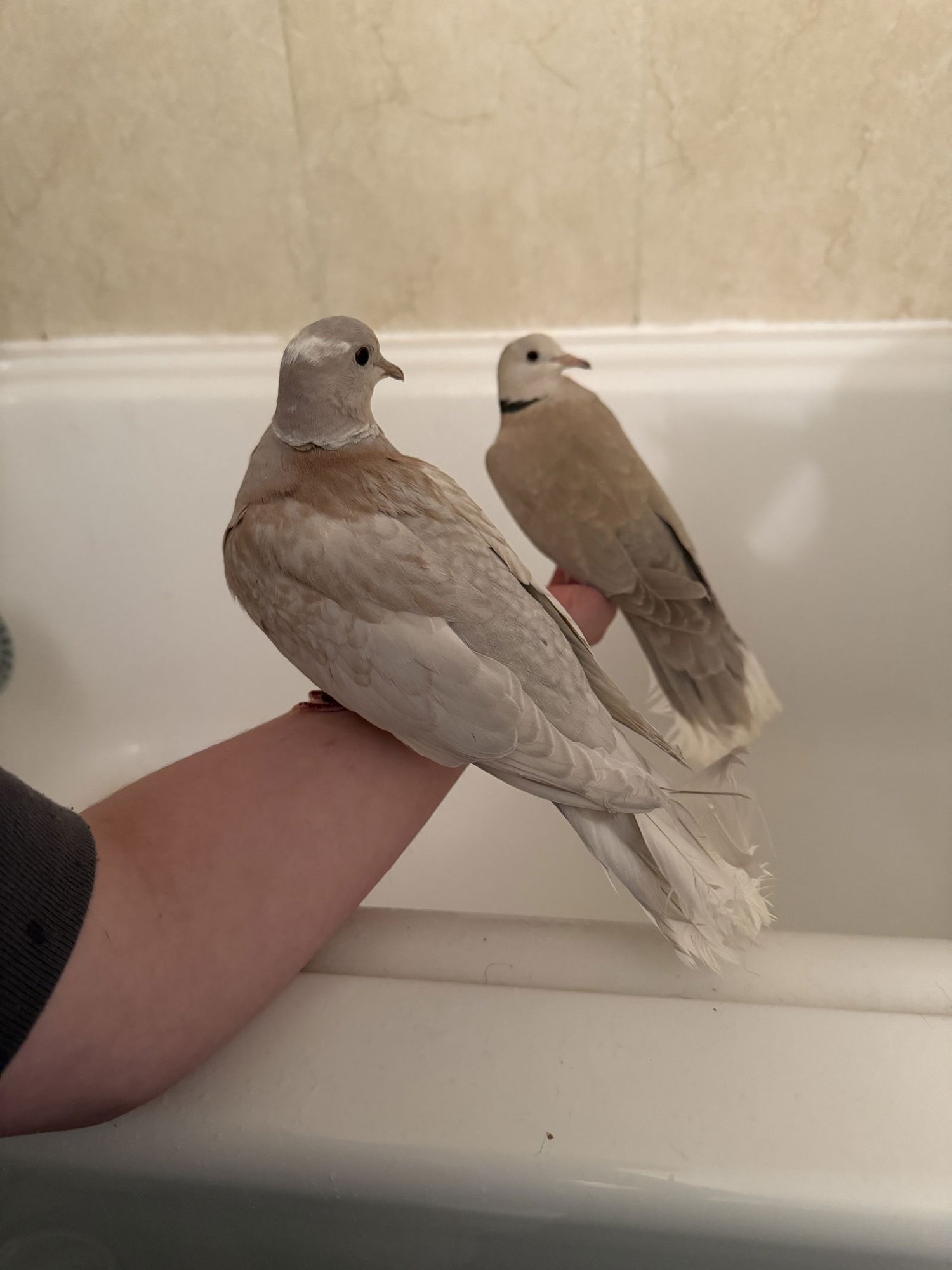 GRACIE AND FELIX - Dove / Ringneck/Psittacula available for adoption