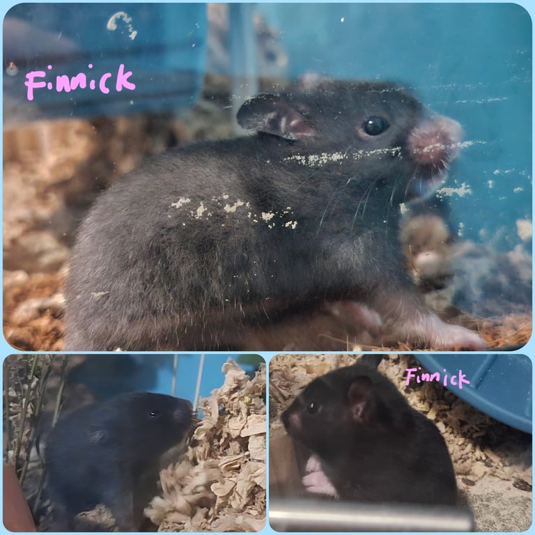 Finnick Image