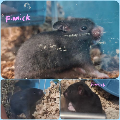 FINNICK - Hamster available for adoption