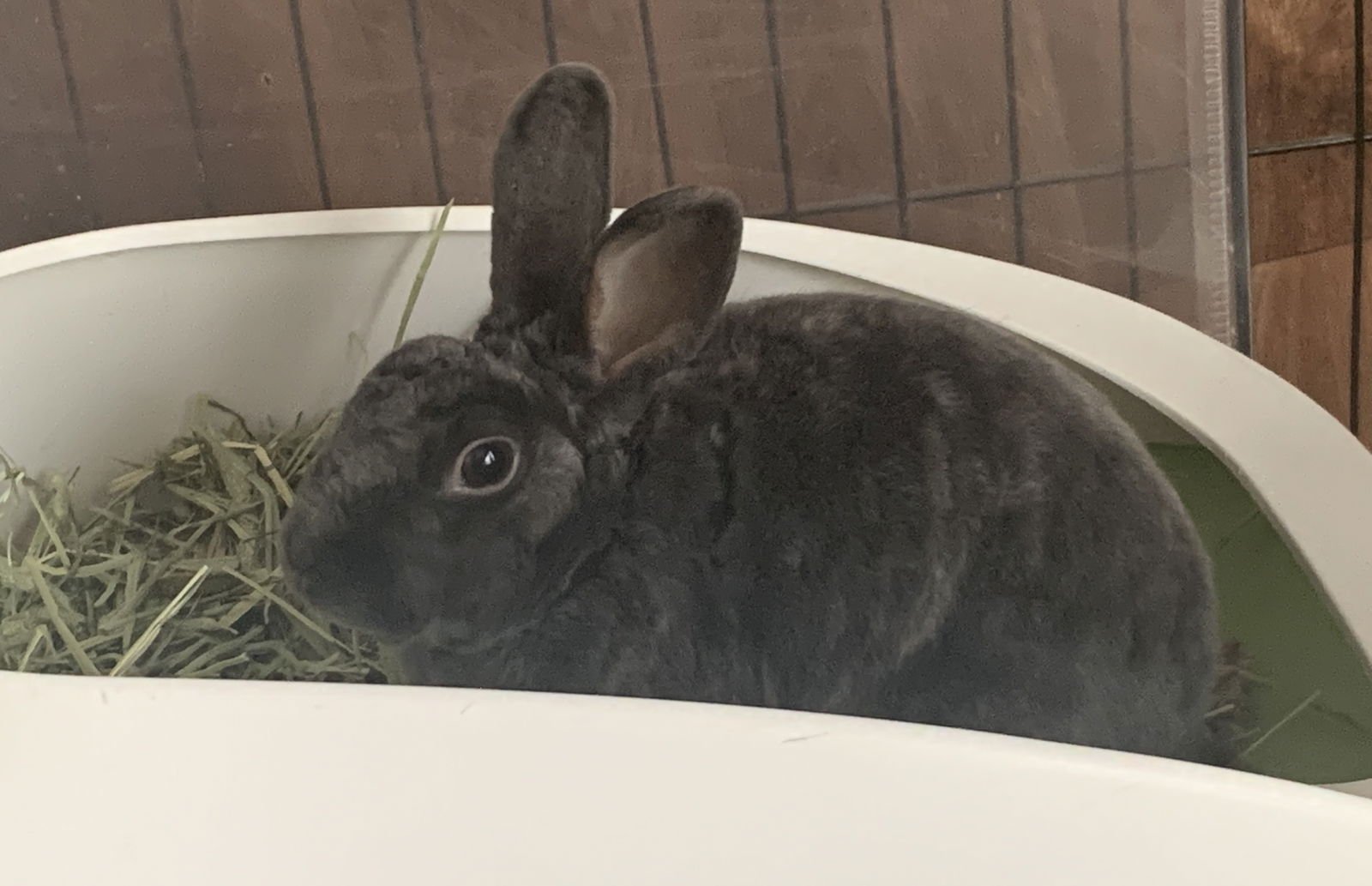 CLOVER - Rex available for adoption