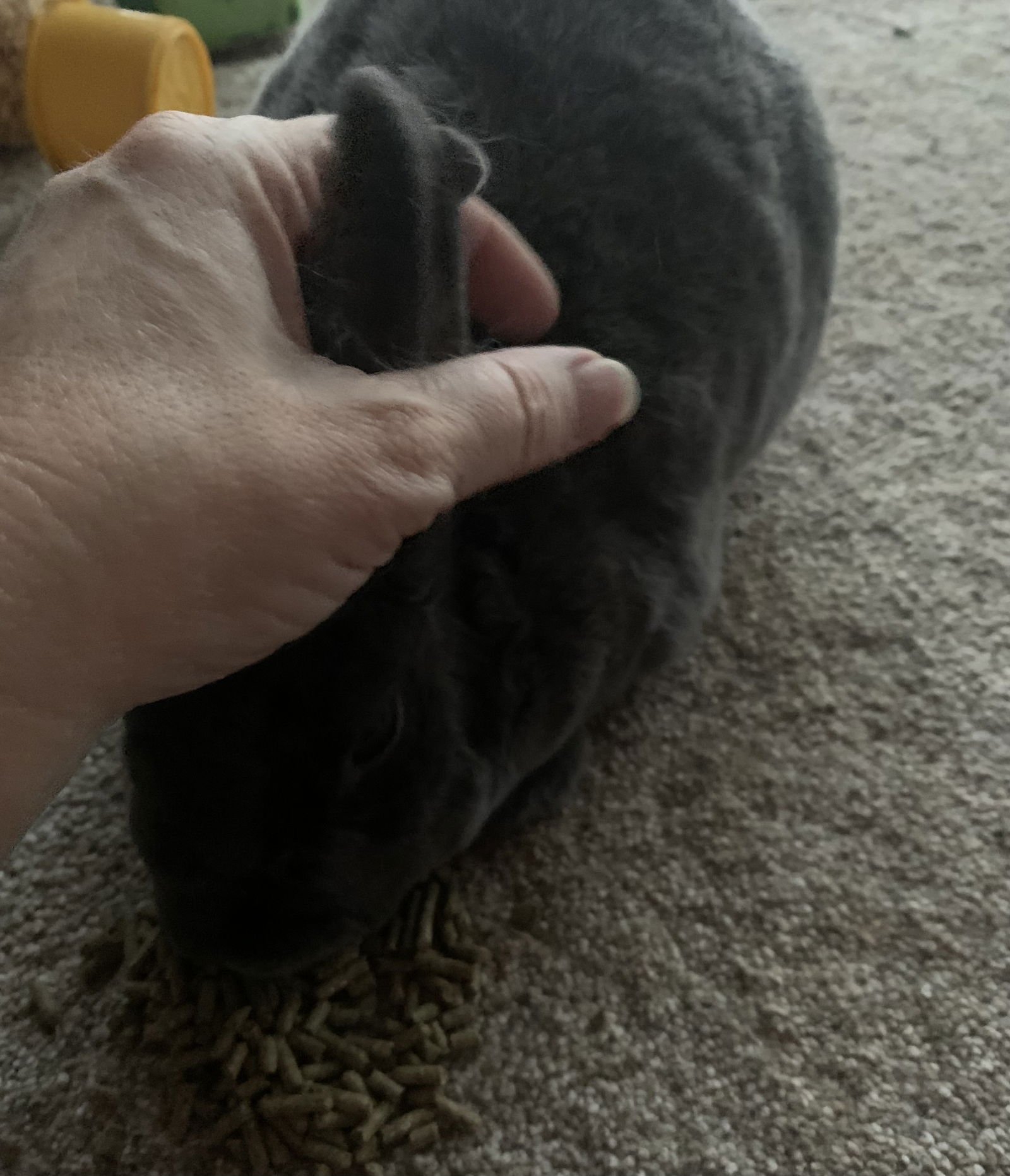 CLOVER - Rex available for adoption