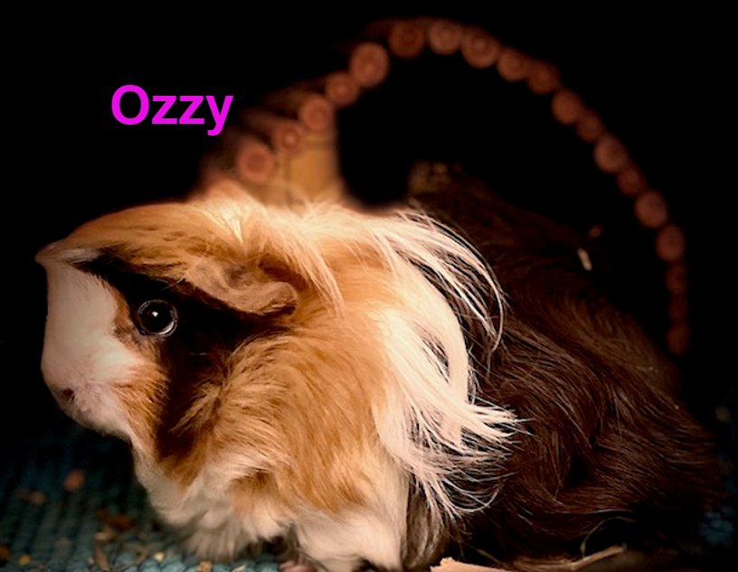 OZZY AND BERNADETTE - Guinea Pig available for adoption