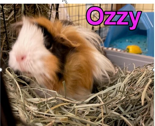 OZZY AND BERNADETTE - Guinea Pig available for adoption