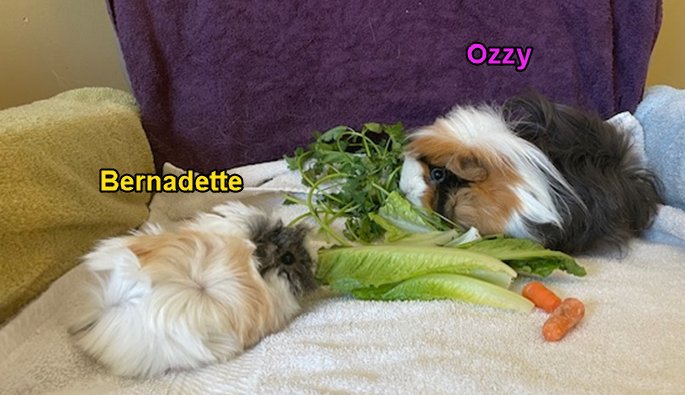 Ozzy and Bernadette - Photo 3