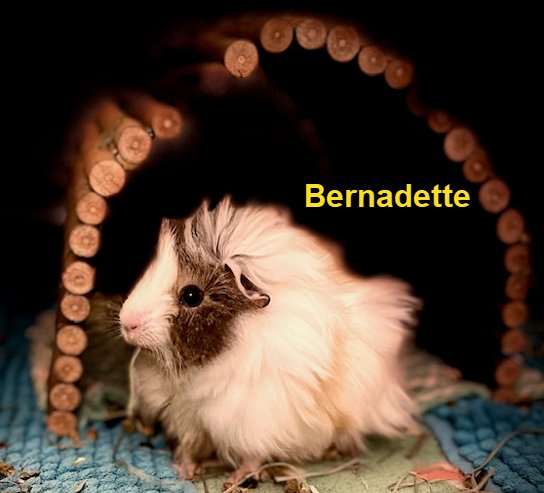 Ozzy and Bernadette - Photo 4