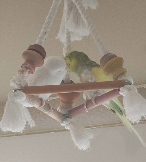 SPRING AND SNOWBALL - Parakeet - Other available for adoption