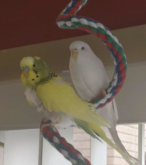 SPRING AND SNOWBALL - Parakeet - Other available for adoption