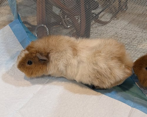 BISCUIT AND NUGGET - Guinea Pig available for adoption