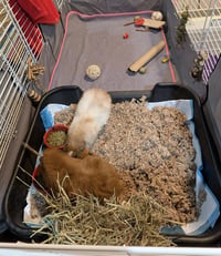 Biscuit and Nugget - Photo 4