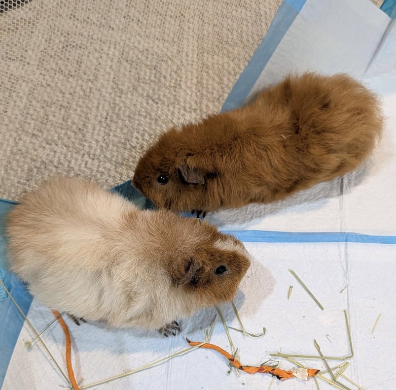 Biscuit and Nugget Image