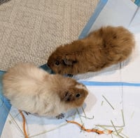 Biscuit and Nugget - Photo 1