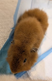 Biscuit and Nugget - Photo 3