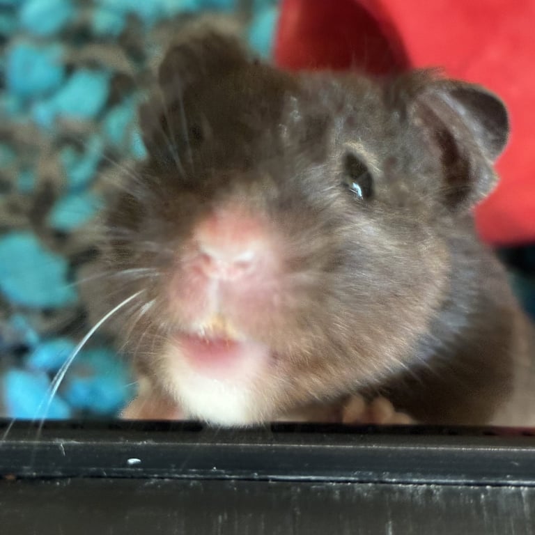 Cookie Image