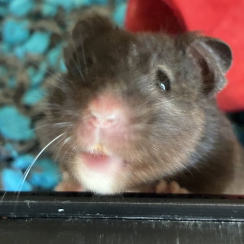 COOKIE - Hamster available for adoption