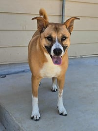 Callie - Photo 1