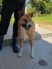 Callie - Photo 5