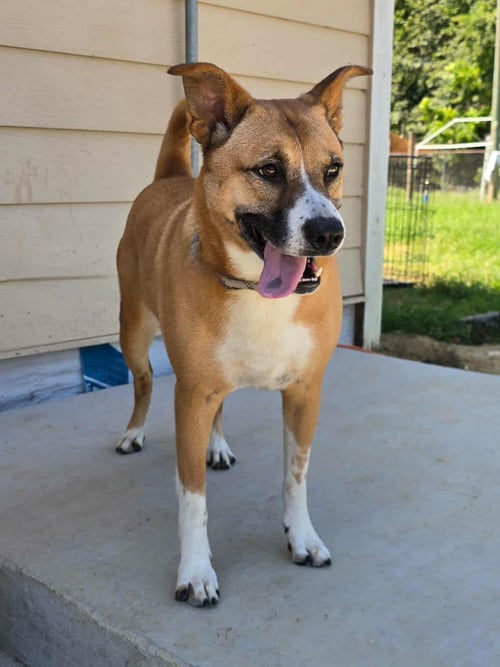 CALLIE - Shepherd / Carolina Dog available for adoption