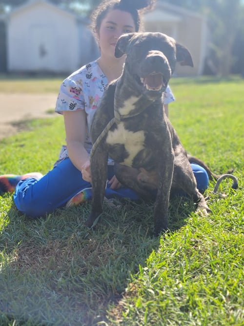 CASH - Boxer / Labrador Retriever available for adoption