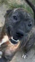 CASH - Boxer / Labrador Retriever for adoption in Columbia
