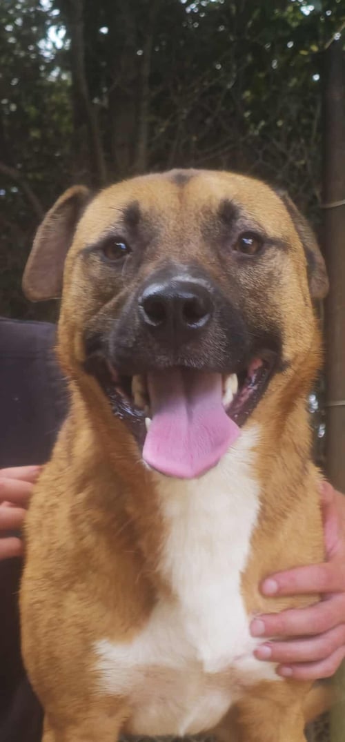 GRIZZLY - Shepherd / Carolina Dog available for adoption