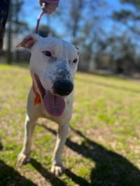 Buddy - Photo 3