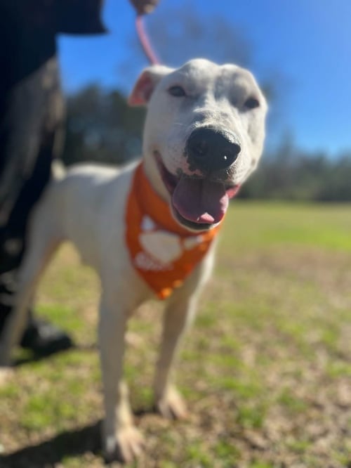 BUDDY - Bull Terrier for adoption in Columbia