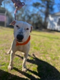 Buddy - Photo 4