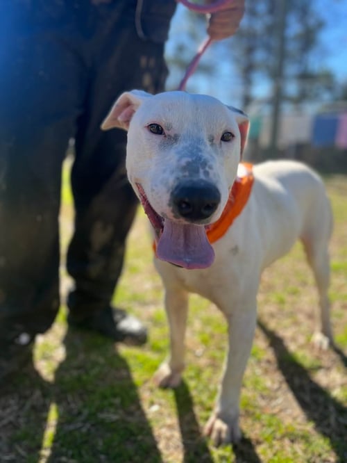 BUDDY - Bull Terrier available for adoption