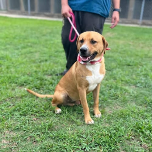 COLE - Shepherd / Carolina Dog for adoption in Columbia