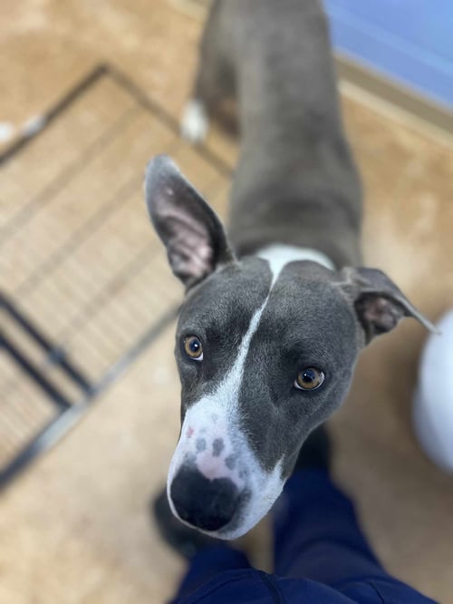 WALL-E - Pit Bull Terrier / Boxer available for adoption