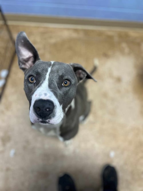 WALL-E - Pit Bull Terrier / Boxer for adoption in Columbia
