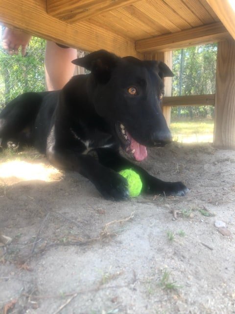 ACE - German Shepherd Dog / Belgian Shepherd Malinois available for adoption