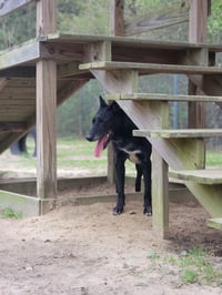 Ace - Photo 8