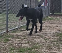 Ace - Photo 7